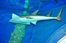 Museum Grand Aquarium from Hurghada