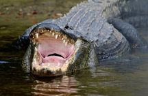 Manatee, Dolphin and 10,000 Islands Sunset Cruise!