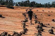 East Zion Outback UTV Tour with Licensed Guide