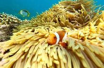 Bali : Blue Lagoon Snorkeling - All inclusive