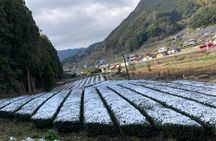 Ceramics and Green Tea Tour of Nagasaki and Saga Prefecture