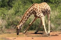 Pilanesberg Safari Tour from Johannesburg. 