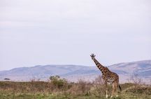 OVERNIGHT SAFARI to SALT LICK LODGE from Mombasa or Diani