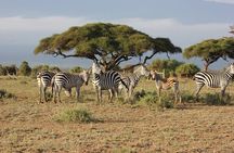 OVERNIGHT SAFARI to SALT LICK LODGE from Mombasa or Diani