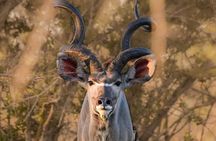 3 Hour Pilanesberg Open Vehicle Safari from Johannesburg