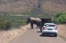 3 Hour Pilanesberg Open Vehicle Safari from Johannesburg