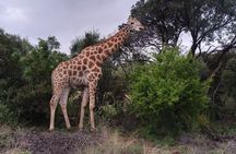 3 Hour Pilanesberg Open Vehicle Safari from Johannesburg
