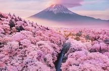 Cherry Blossom Mount Fuji Customizable Luxury vehicle Guided Tour