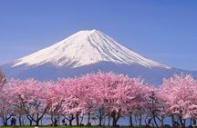 Cherry Blossom Mount Fuji Customizable Luxury vehicle Guided Tour