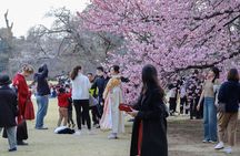 Cherry Blossom Mount Fuji Customizable Luxury vehicle Guided Tour