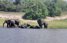 A Chobe Full Day Tour - Botwana 