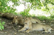 A Chobe Full Day Tour - Botwana 