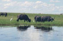 A Chobe Full Day Tour - Botwana 