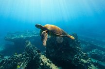 Lahaina Maui Sea Turtle Snorkel Sail Adventure w/Lunch & Open Bar