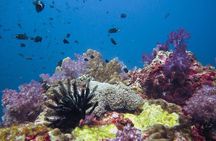 From Phi Phi: Half Day Discover Scuba (2 Dives)