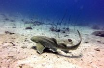 From Phi Phi: Half Day Trip for Certified Divers (2 Dives)