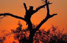 Safari Game Drive in Private Reserve out of Hoedspruit