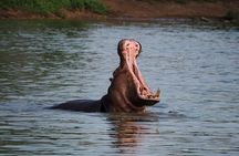 Safari Game Drive in Private Reserve out of Hoedspruit