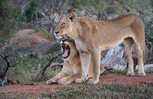 Safari Game Drive in Private Reserve out of Hoedspruit
