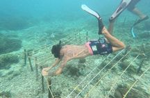 Reef Rehabilitation Course and Snorkeling