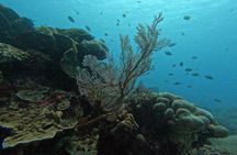Reef Rehabilitation Course and Snorkeling