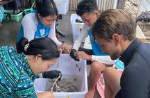 Reef Rehabilitation Course and Snorkeling