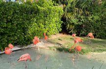 Flamingo March & Pirates Adventure Tour Nassau