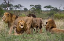 Lion safari park tour(Half-day)