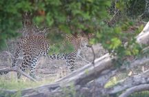 Full Day Private Yala Safari Trip with Lunch