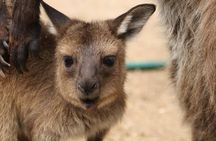 Sydney Opera House and Aussie Animals Private Tour