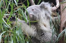 Sydney Opera House and Aussie Animals Private Tour