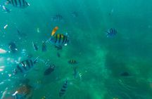 Bali Tropical Snorkeling and Mangrove Cruise