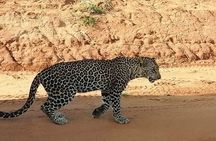 Day Tour to Tsavo East National Park from Mombasa or Diani