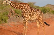 Day Tour to Tsavo East National Park from Mombasa or Diani
