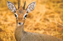 Day Tour to Tsavo East National Park from Mombasa or Diani