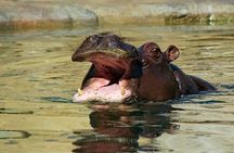 Unforgettable 5 days Tanzania Private Budget Camping safari