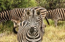 Unforgettable 5 days Tanzania Private Budget Camping safari
