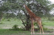 Nairobi National Park Private Half Day Tour