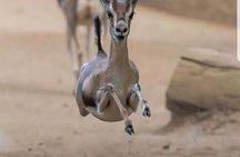 Nairobi National Park Private Half Day Tour