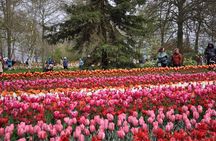 Private Guided Keukenhof Gardens and Zaanse Schans Tour 