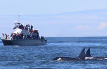Orca whale tour from Orcas Island