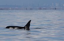 Orca whale tour from Orcas Island