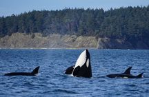 Orca whale tour from Orcas Island