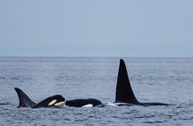 Orca whale tour from Orcas Island