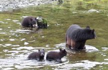 Alaska Wildlife Waterfall Tours