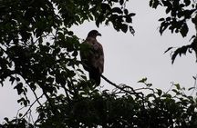 Alaska Wildlife Waterfall Tours