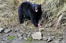 Alaska Wildlife Waterfall Tours