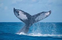 Grand Turk: Whale Watching 