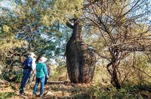 Roma: Landscape and Legacy Day Tour Including Lunch