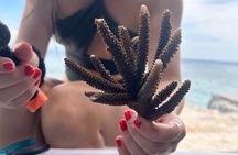 Reef Rehabilitation Course and Snorkeling